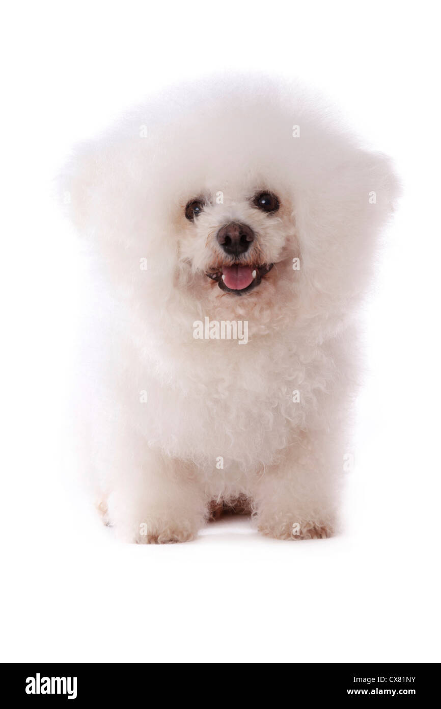 sitting Bichon Frise Stock Photo