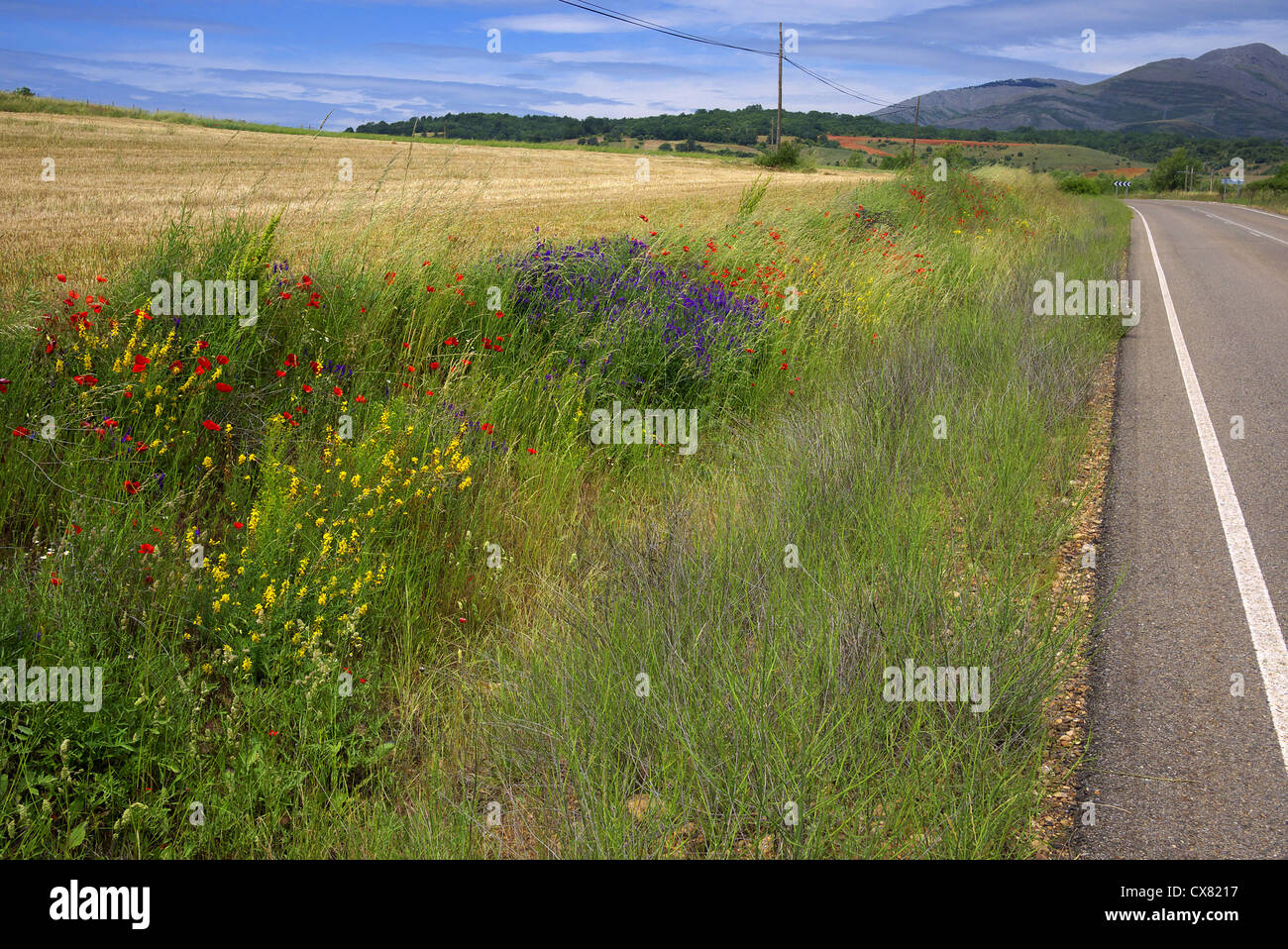 Roadside wildflowers hi-res stock photography and images - Alamy