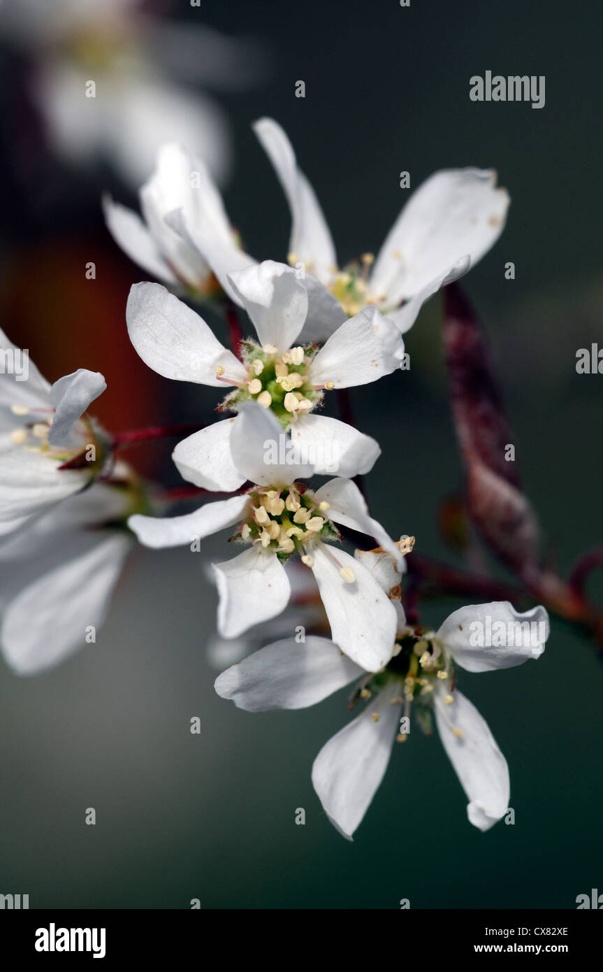 Amelanchier canadensis white flowers flower flowering blooming blossom spring shadbush serviceberry Stock Photo