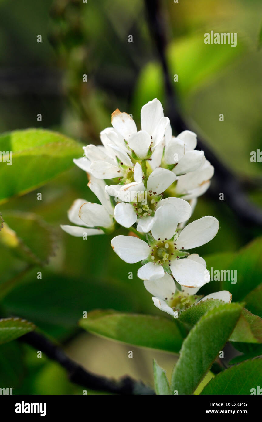 Amelanchier cretica Snowy Mespilus white flowers flowering spring bloom blooming blossom garden tree Stock Photo