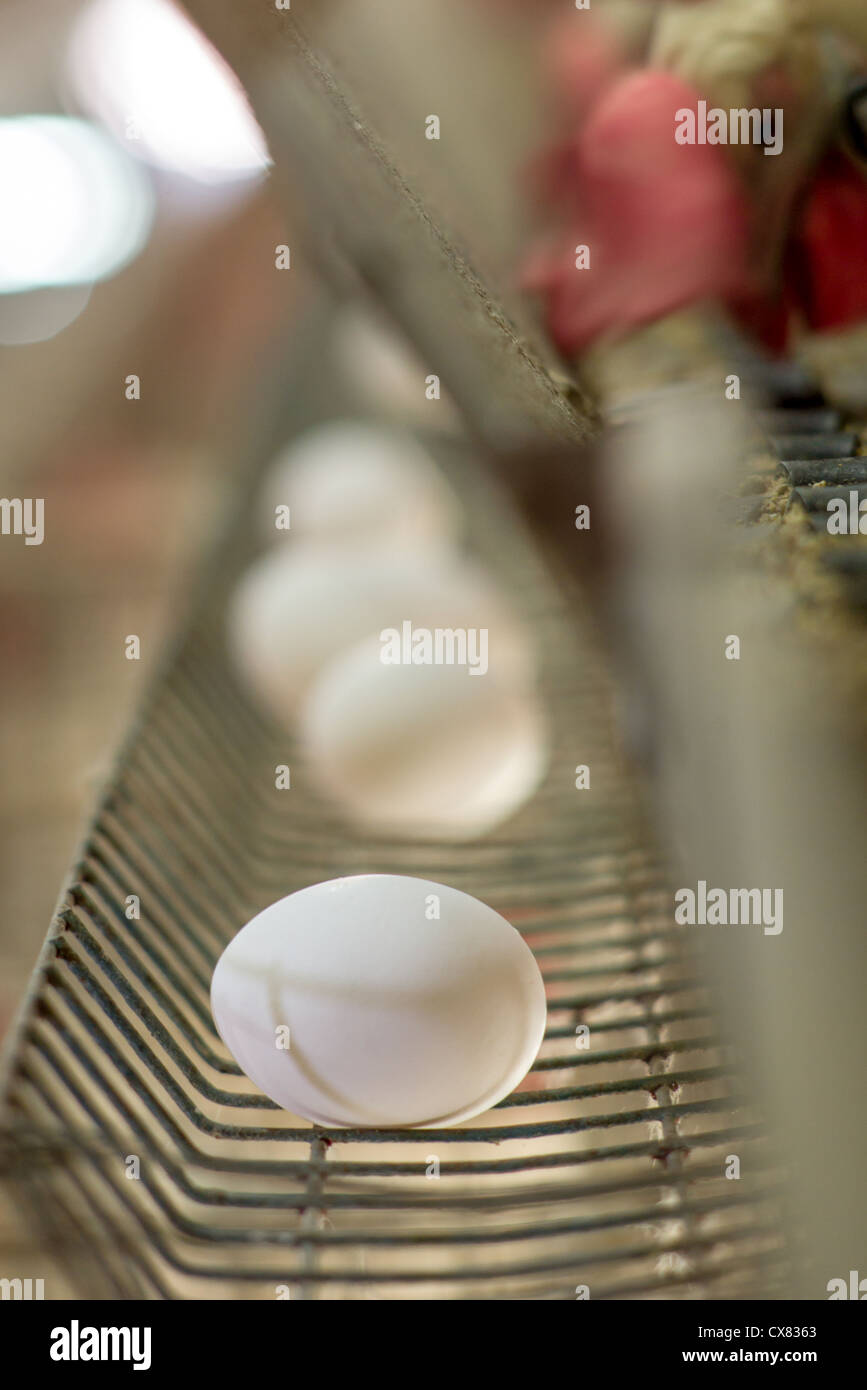 Egg farming. Hens in a battery Photographed in Israel Stock Photo
