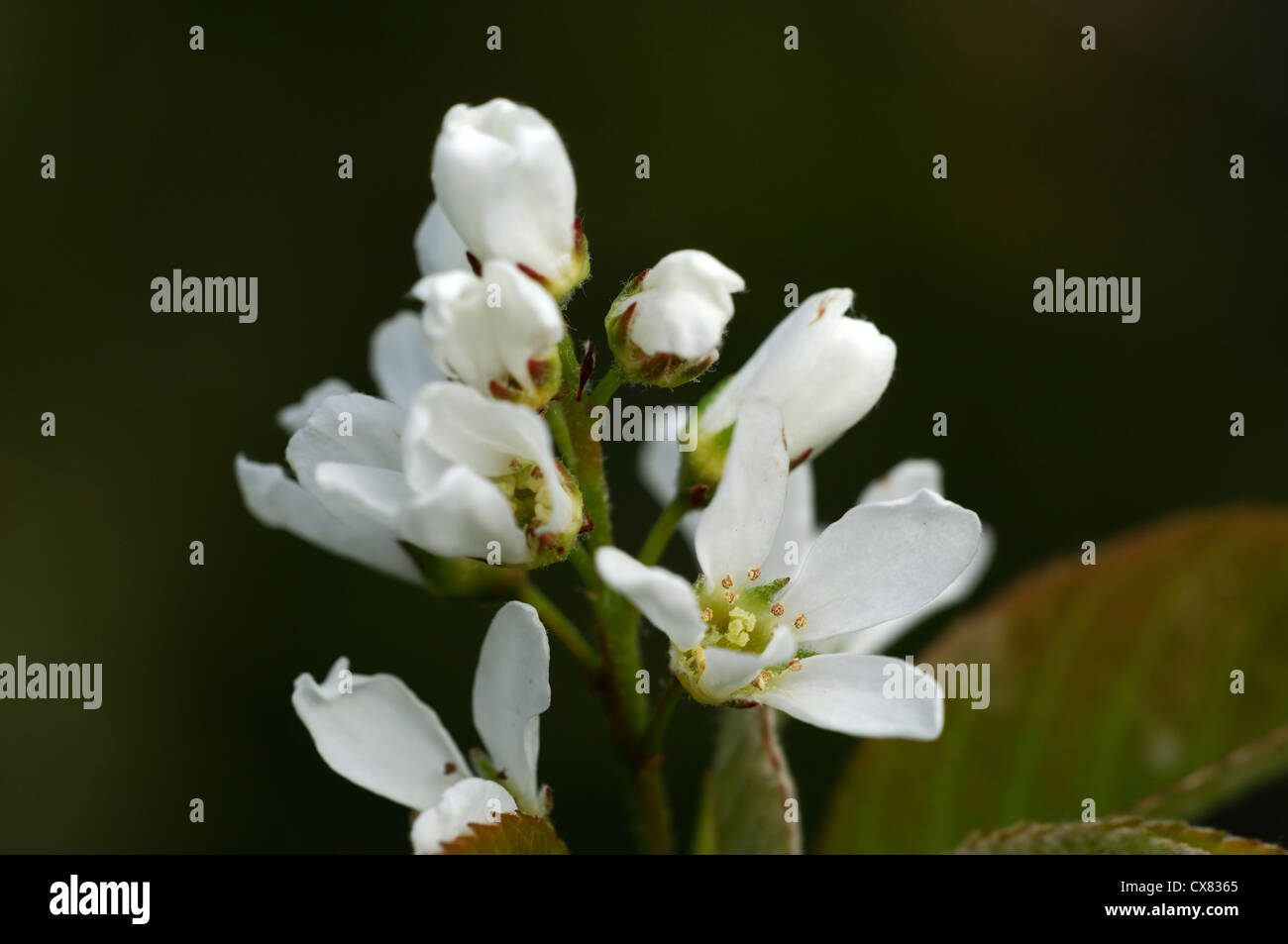 Amelanchier spicata white flowers flowering spring bloom blooming blossom garden tree Stock Photo