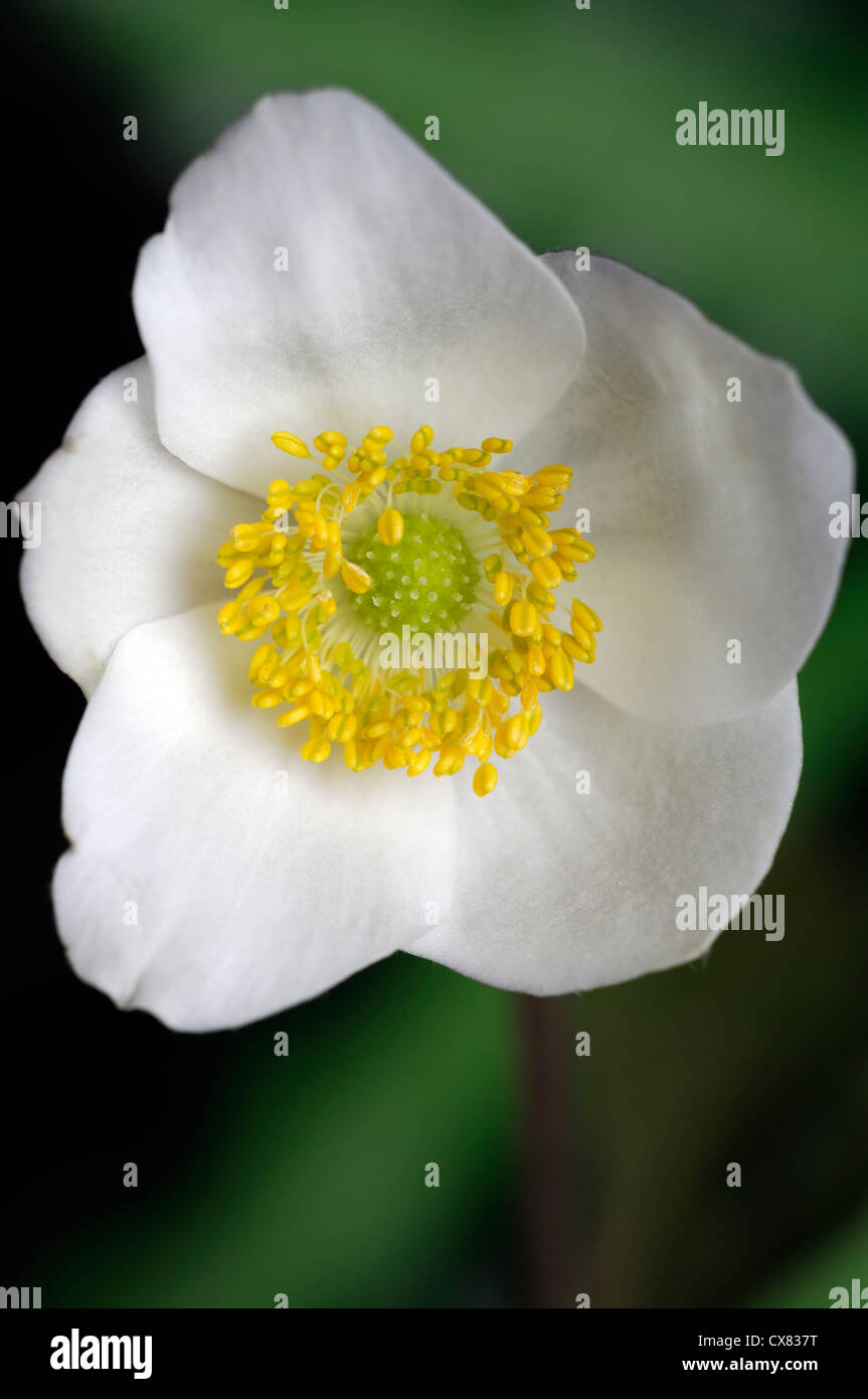 anemone prattii flower flowering white Chinese Windflower perennials plant plants white delicate bloom blooms blooming spring Stock Photo