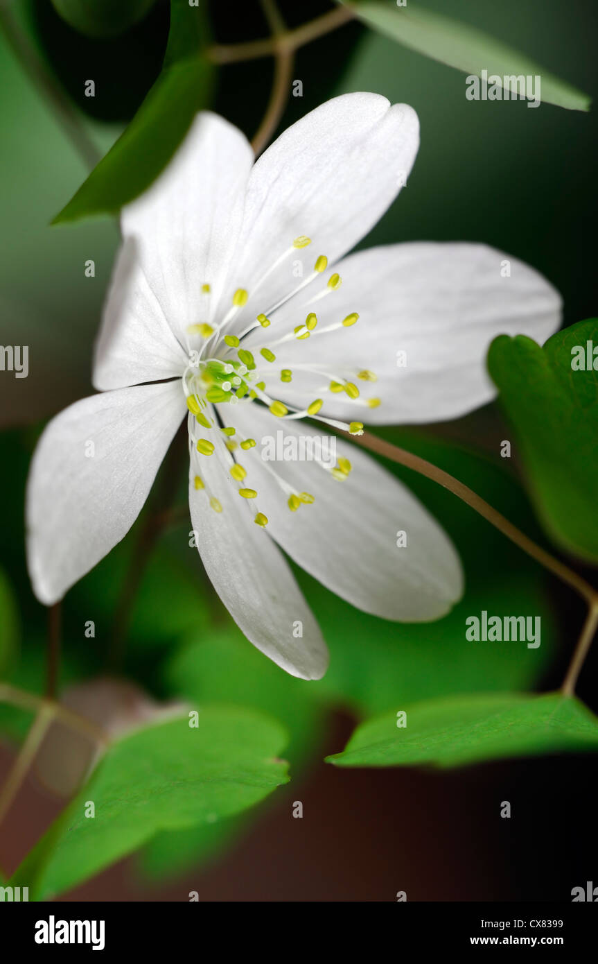 Thalictrum thalictroides anemone anemonella Rue-anemone spring ephemeral plant buttercup family white flowers Stock Photo