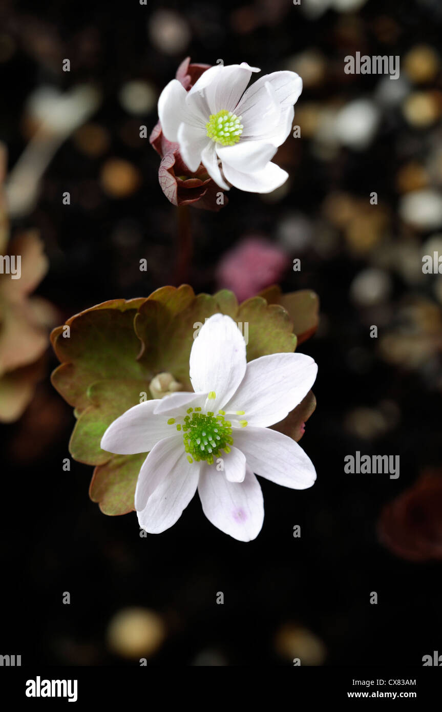 Thalictrum thalictroides anemone anemonella Rue-anemone spring ephemeral plant buttercup family white flowers Stock Photo