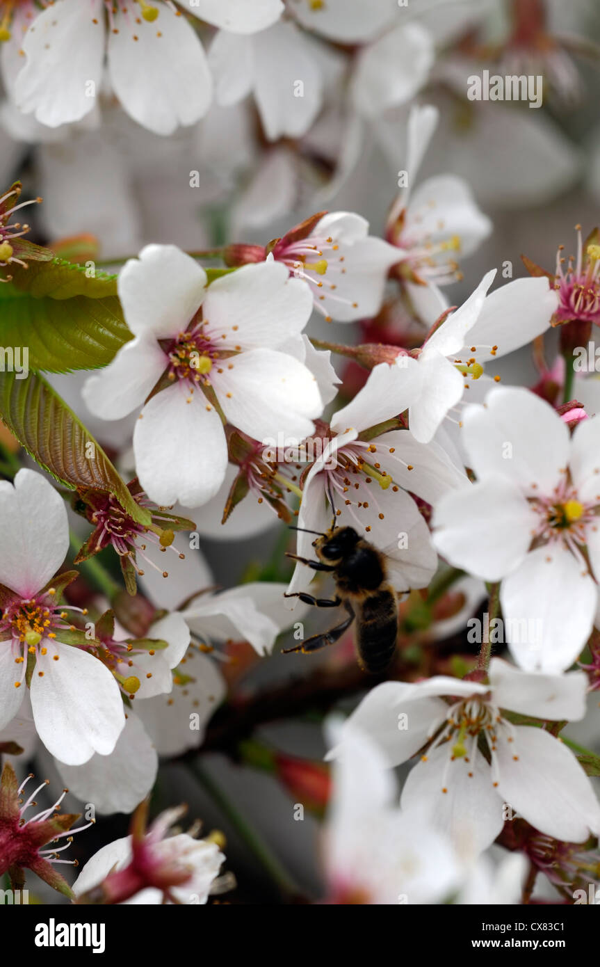 Prunus serrulata mikuramagaeshi Japanese Cherry Hill Cherry Oriental