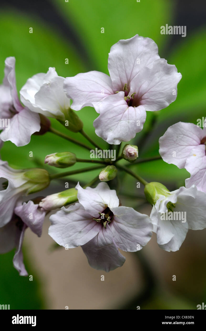 cardamine heptaphylla syn synonym dentata pinnata closeup selective focus white flowers flowering bloom spring Stock Photo