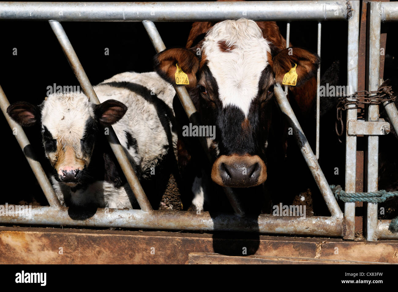 bullock cows indoors winter cattle shed feedlot agriculture eating