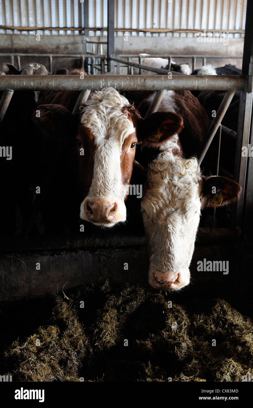 bullock cows indoors winter cattle shed feedlot agriculture eating
