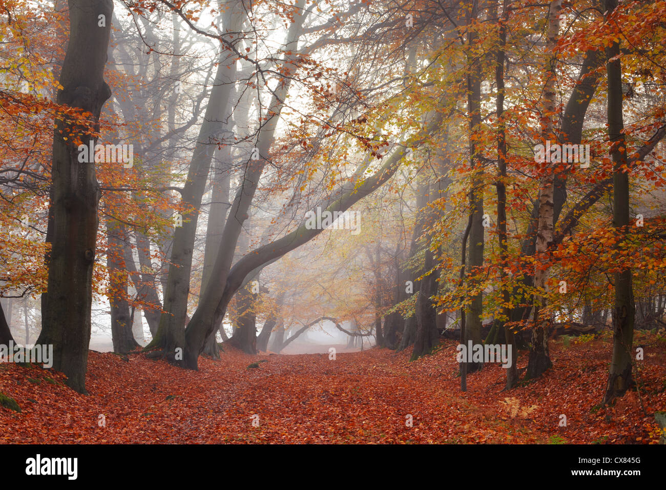 Mist filtering through the ancient woodland at Ashridge Estate during Autumn Stock Photo