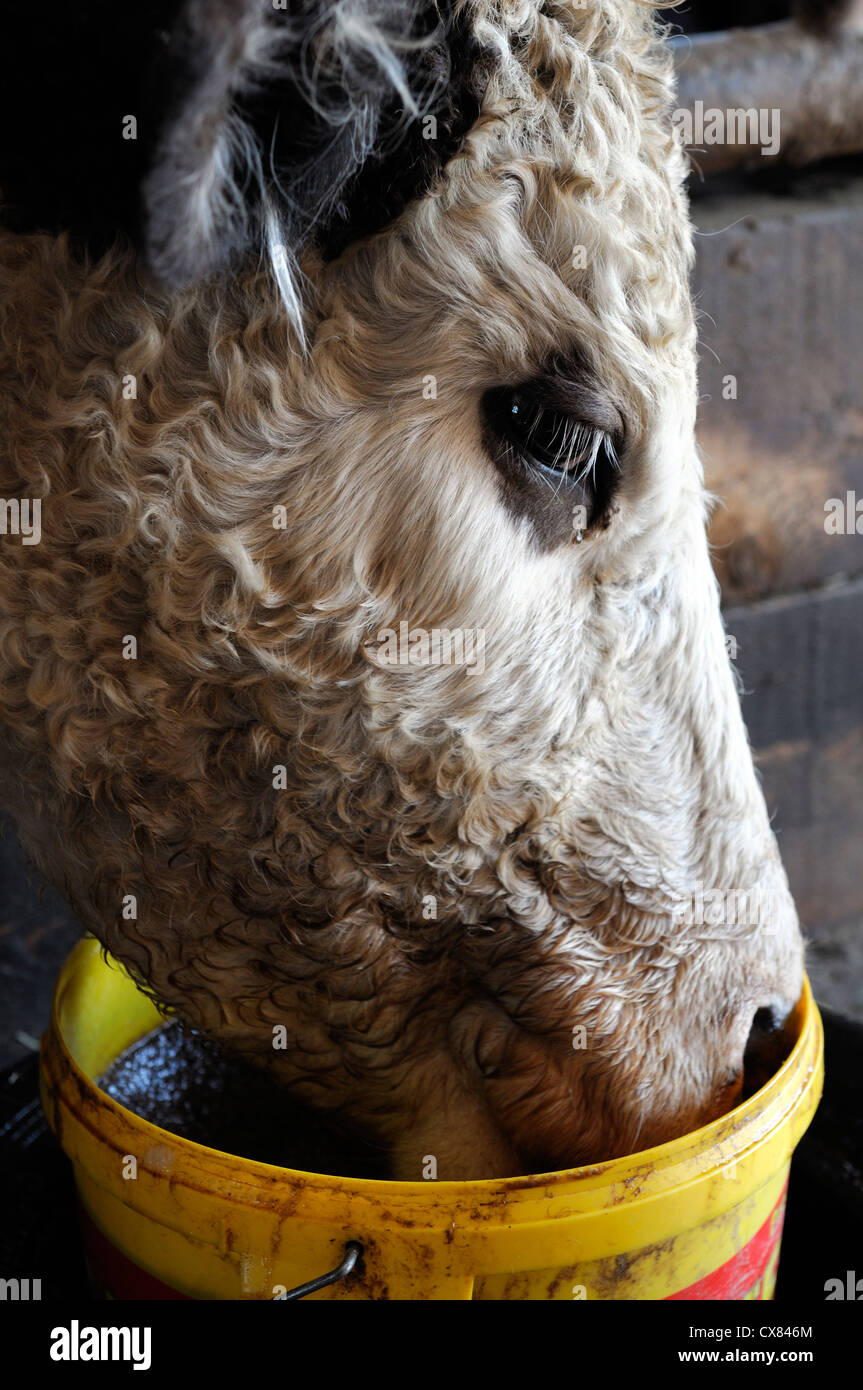 Salt lick block hires stock photography and images Alamy