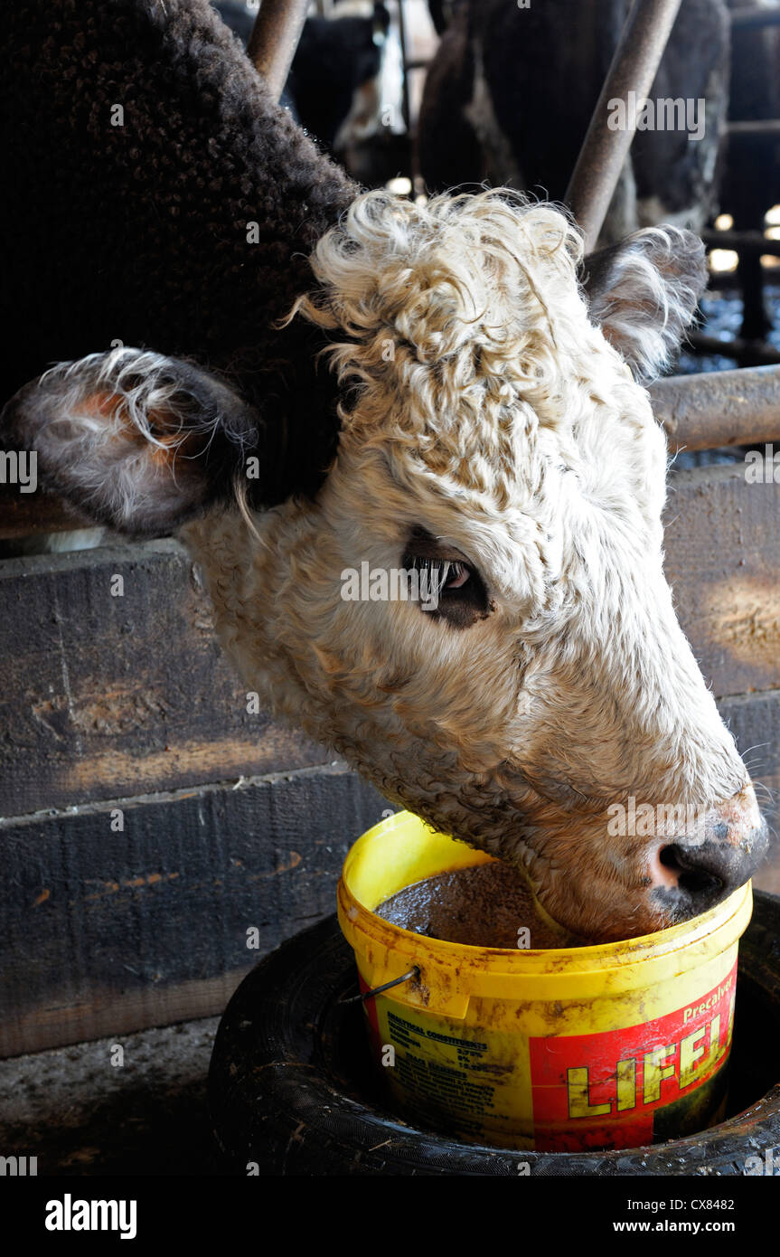 Mineral Salt Lick For Cows edu.svet.gob.gt