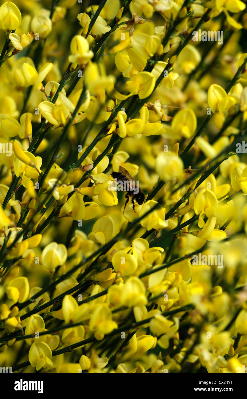 cytisus x praecox allgold bright yellow flowers petals shrubs deciduous plant portraits flower bloom blooming spring shrub Stock Photo