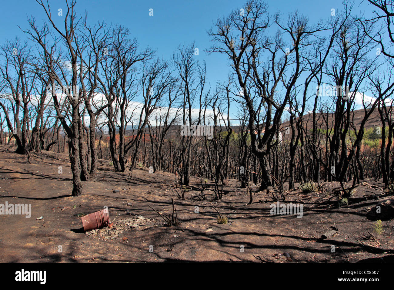 Burnt trees from forest fires that ravaged northern Catalonia, Spain in August 2012 Stock Photo