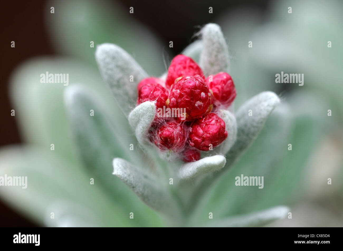 helichrysum ruby cluster bright red buds closeup plant portraits bright red flower buds silvery grey woolly leaves foliage Stock Photo