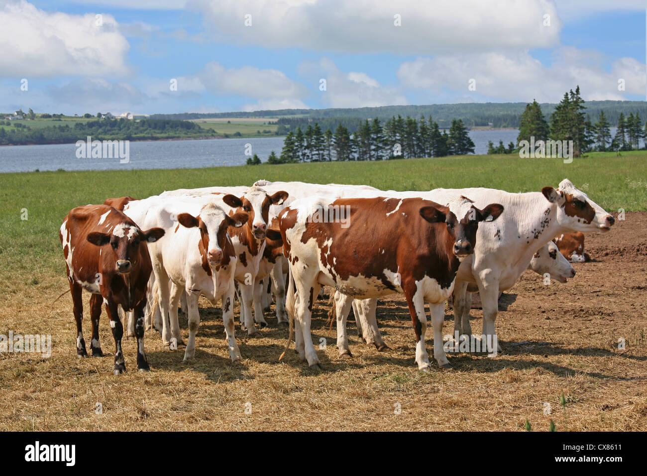 A herd of Ayrshire cattle in rural Prince Edward Island, Canada. Stock Photo