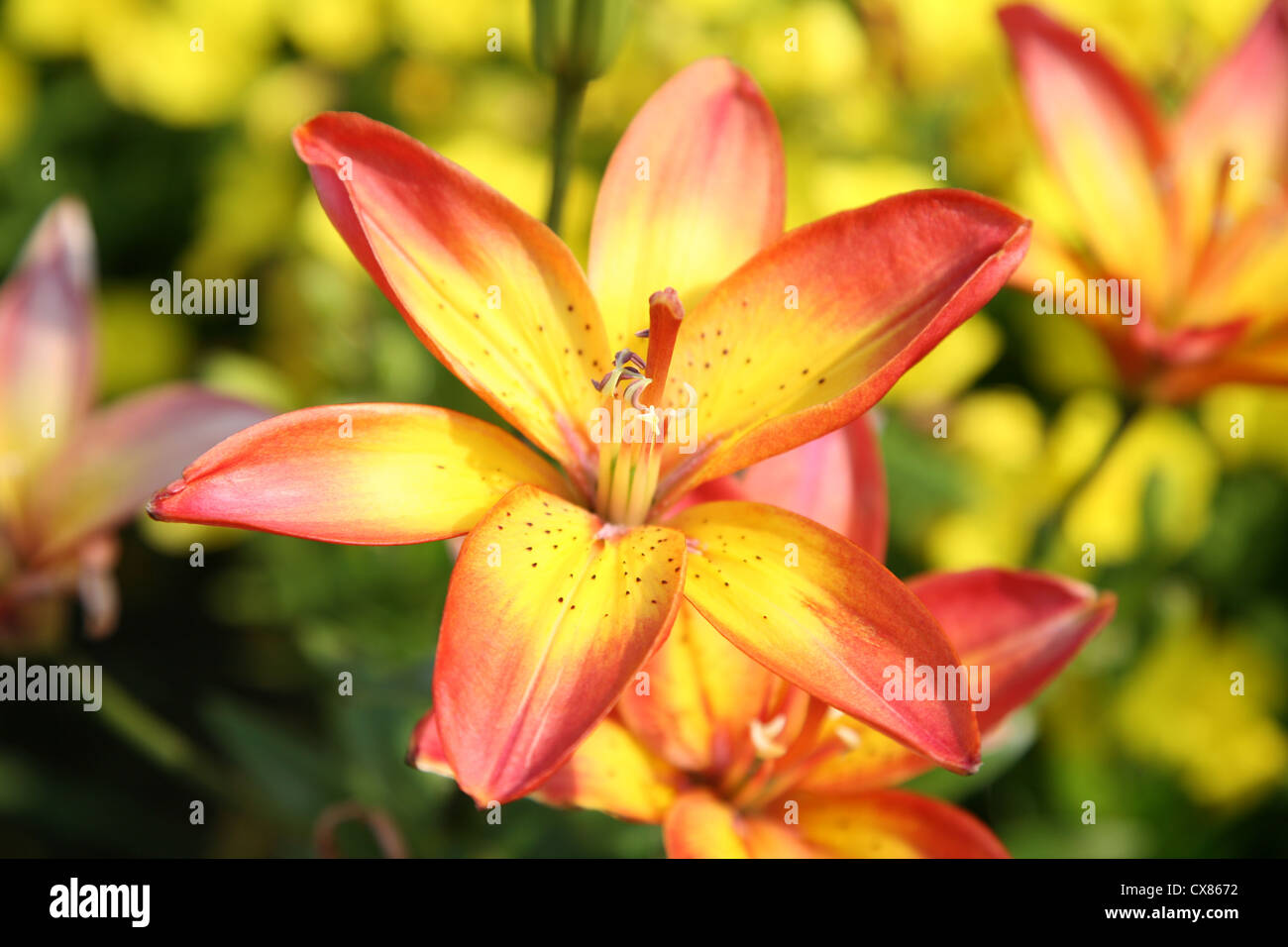 Brightly colored Asiatic Lily in the summer garden. Shallow depth of