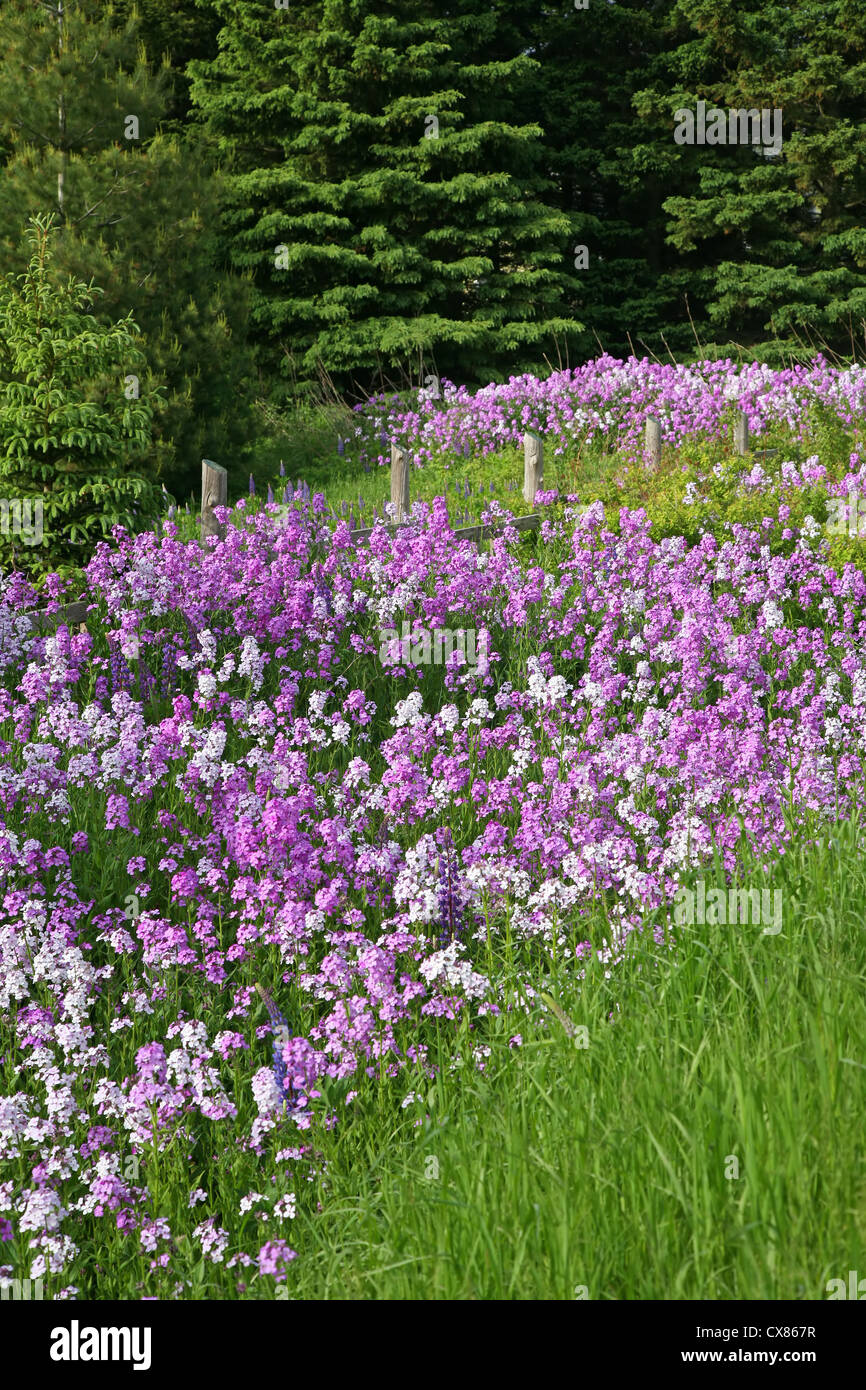 Wild phlox deals