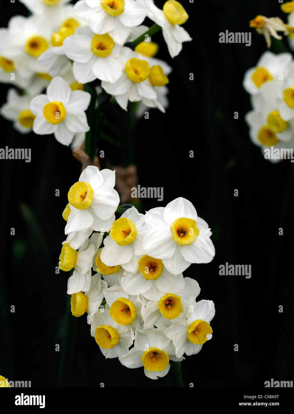 narcissus geranium tazetta multi head white daffodil yellow flower ...