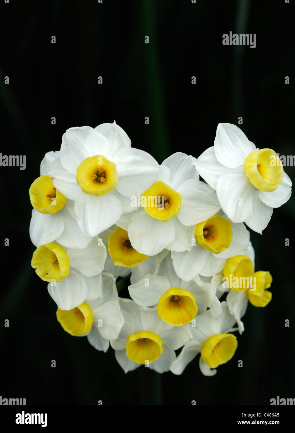 narcissus geranium tazetta multi head white daffodil yellow flower ...