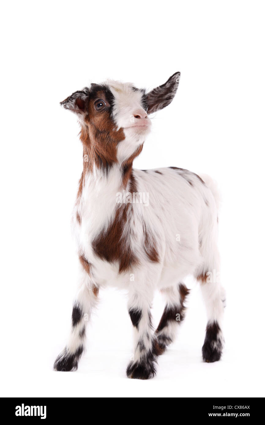 Piebald goat Cut Out Stock Images & Pictures Alamy