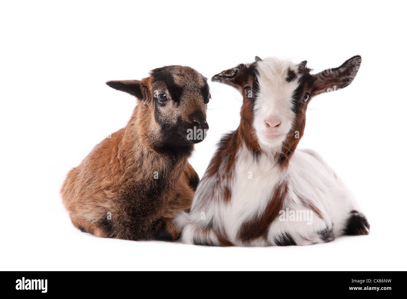 yeanling goat and yeanling lamb Stock Photo