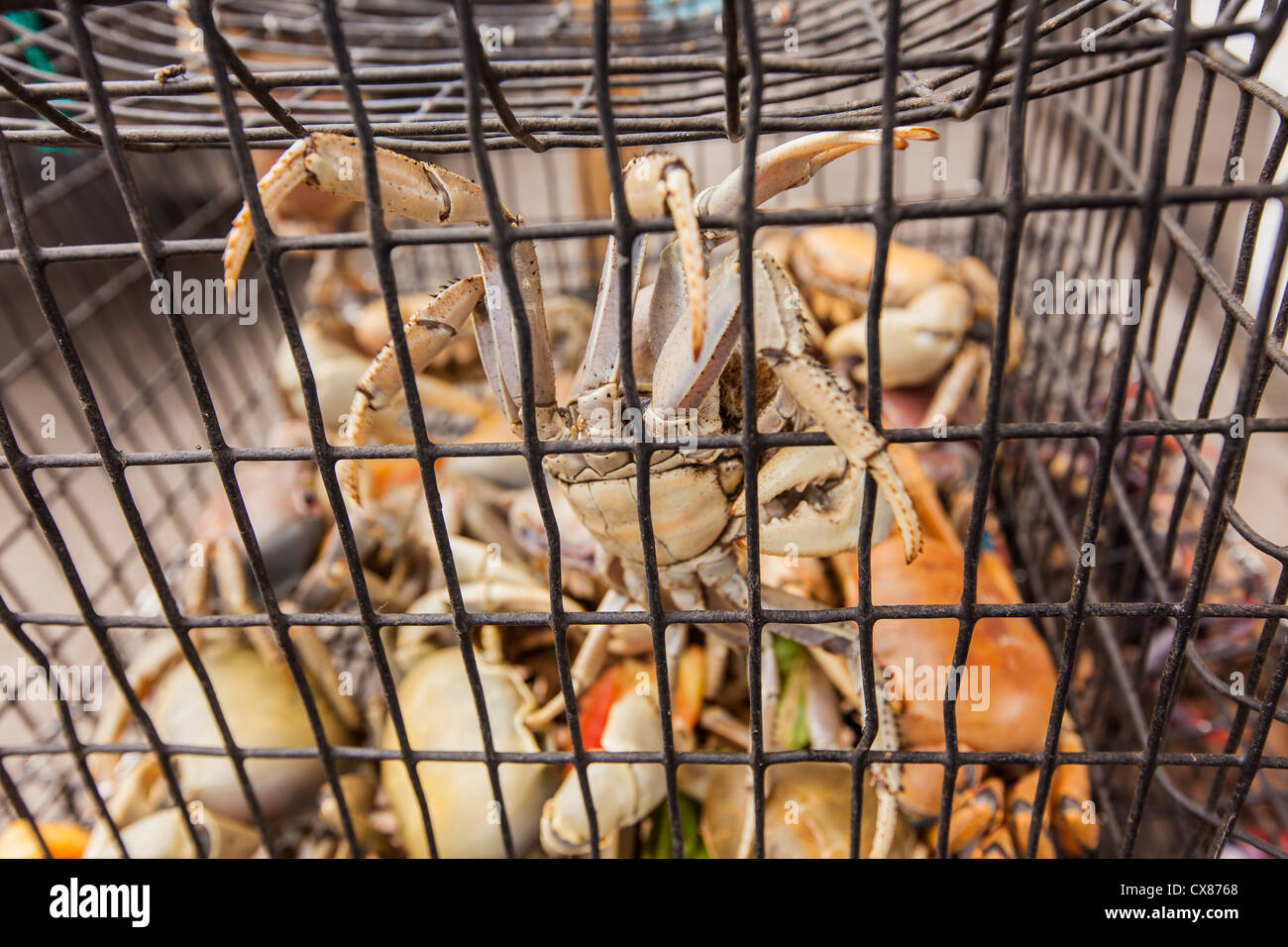 Fresh Caribbean giant white land crabs for sale at a roadside food