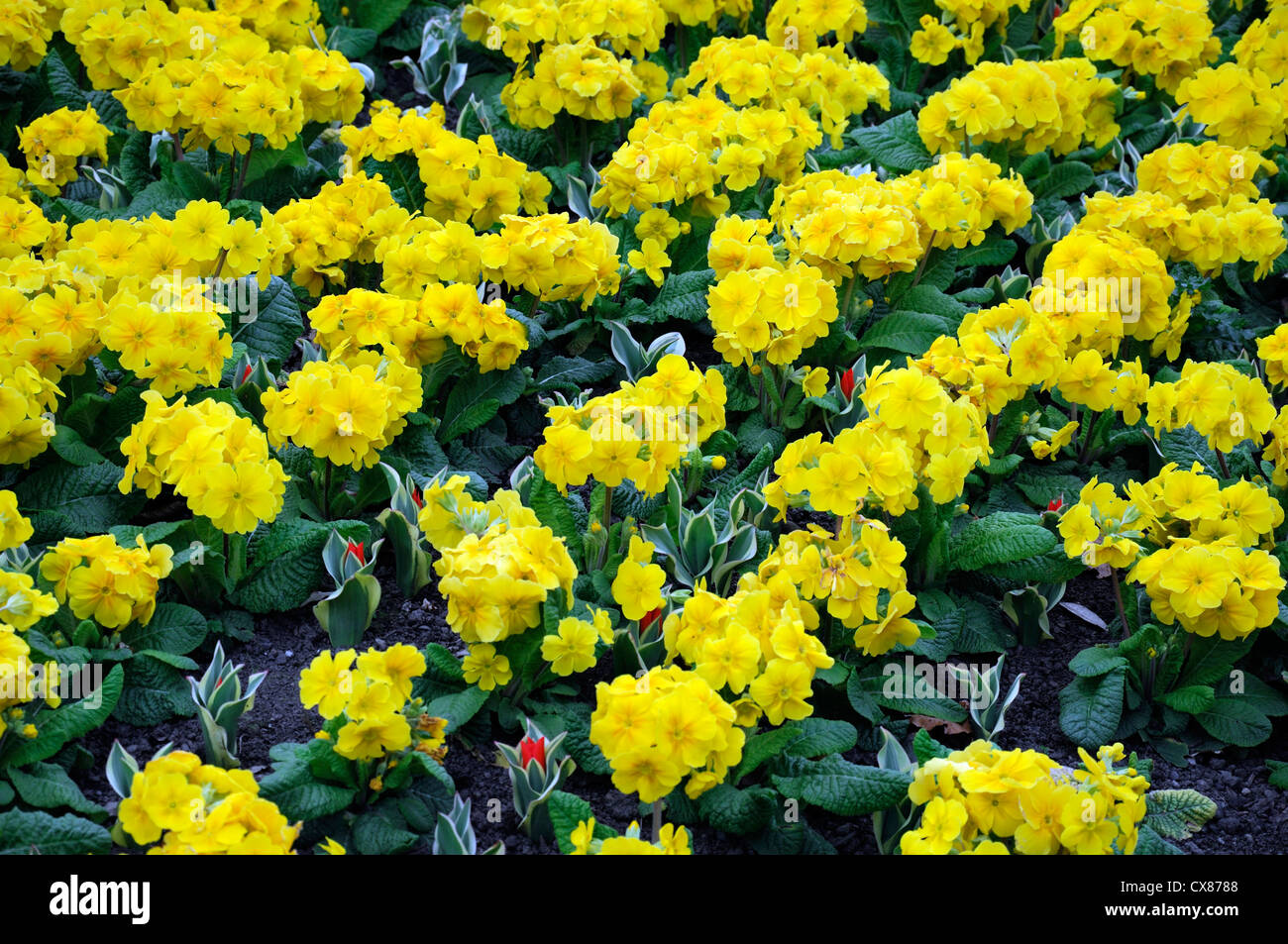 primula polyantha flower bed spring yellow flowers primrose flora floral bloom blossom mass dense planting scheme Stock Photo