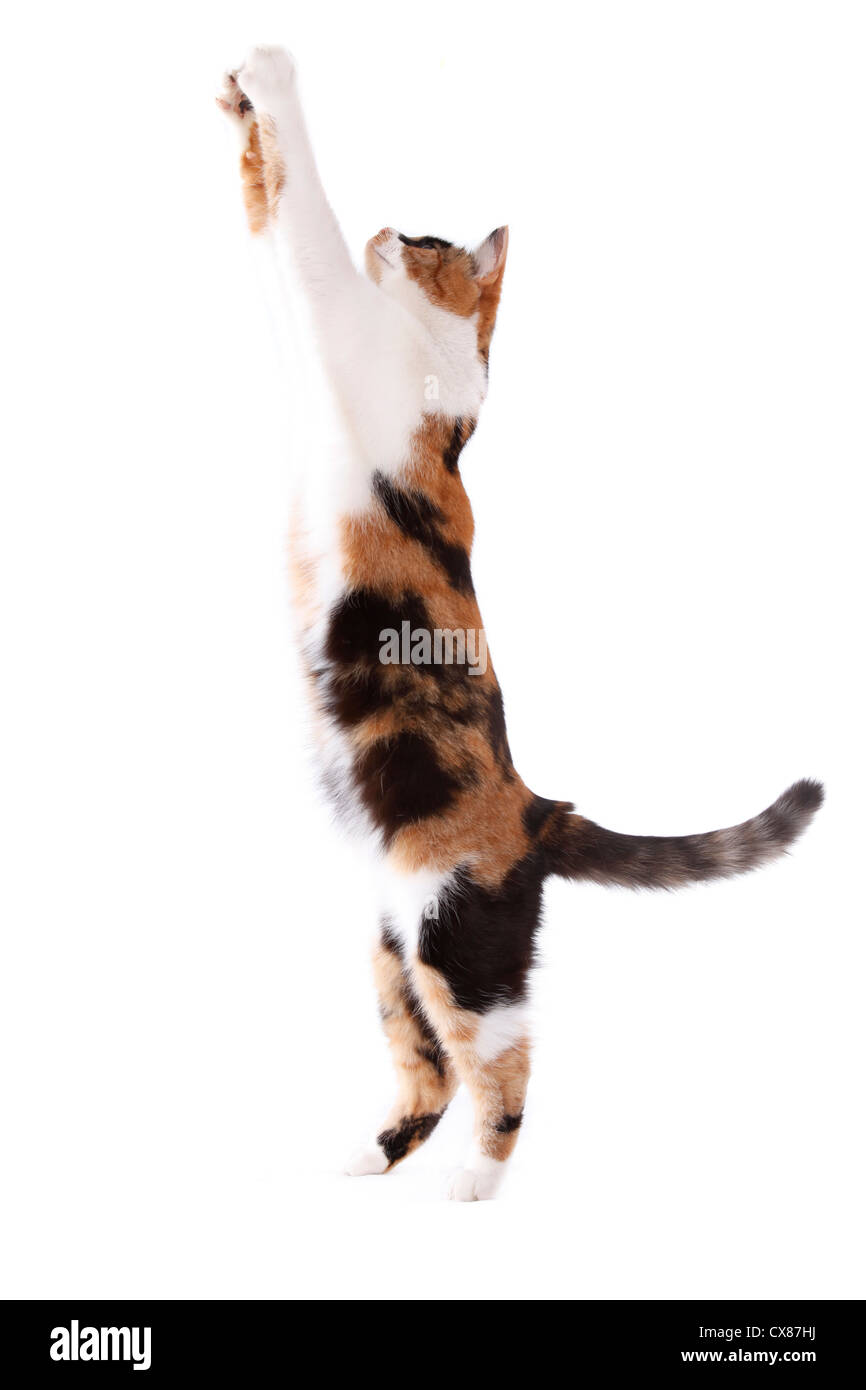 Calico cat jumping hires stock photography and images Alamy