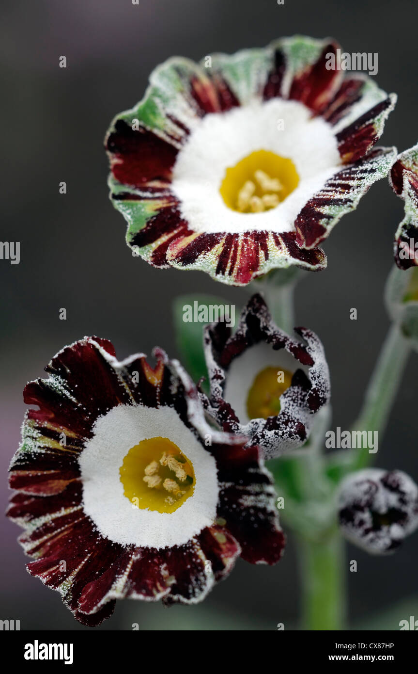 Primula auricula Mazetta red green markings flowers bloom blossom spring flower flowering spring Stock Photo
