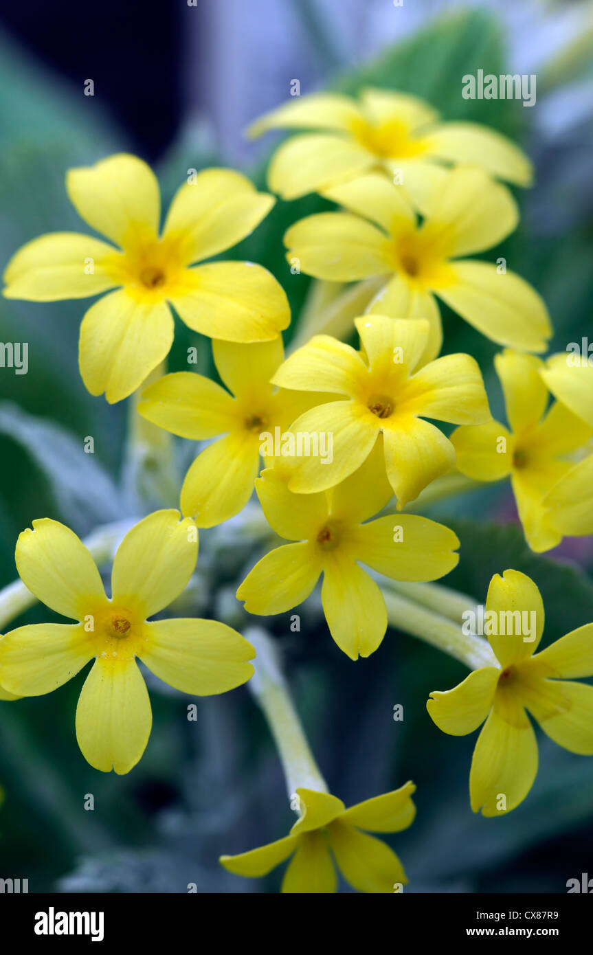 Primula verticillata syn synonym Abyssinian Whorled Primrose yellow flowers flower bloom blossom spring Stock Photo