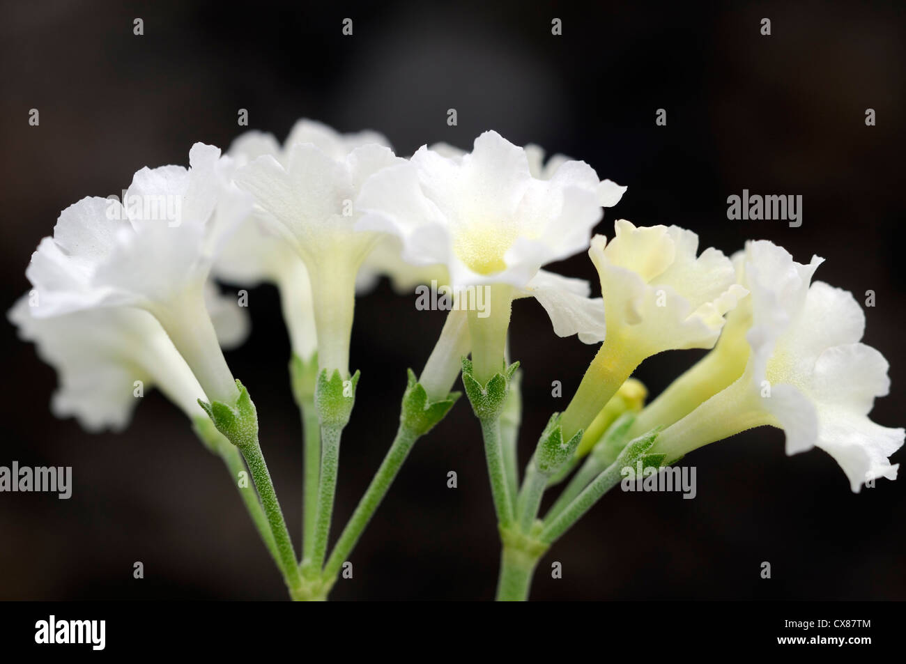 primula x pubescens hybrids hybrid flowers white primrose flower flora floral bloom blossom Stock Photo