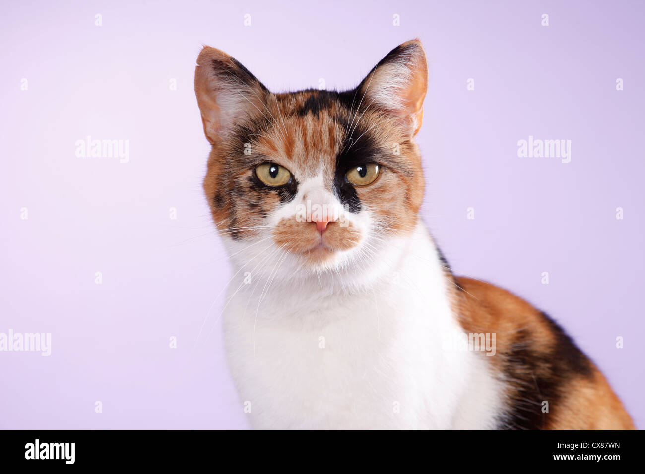 Calico Stock Photo