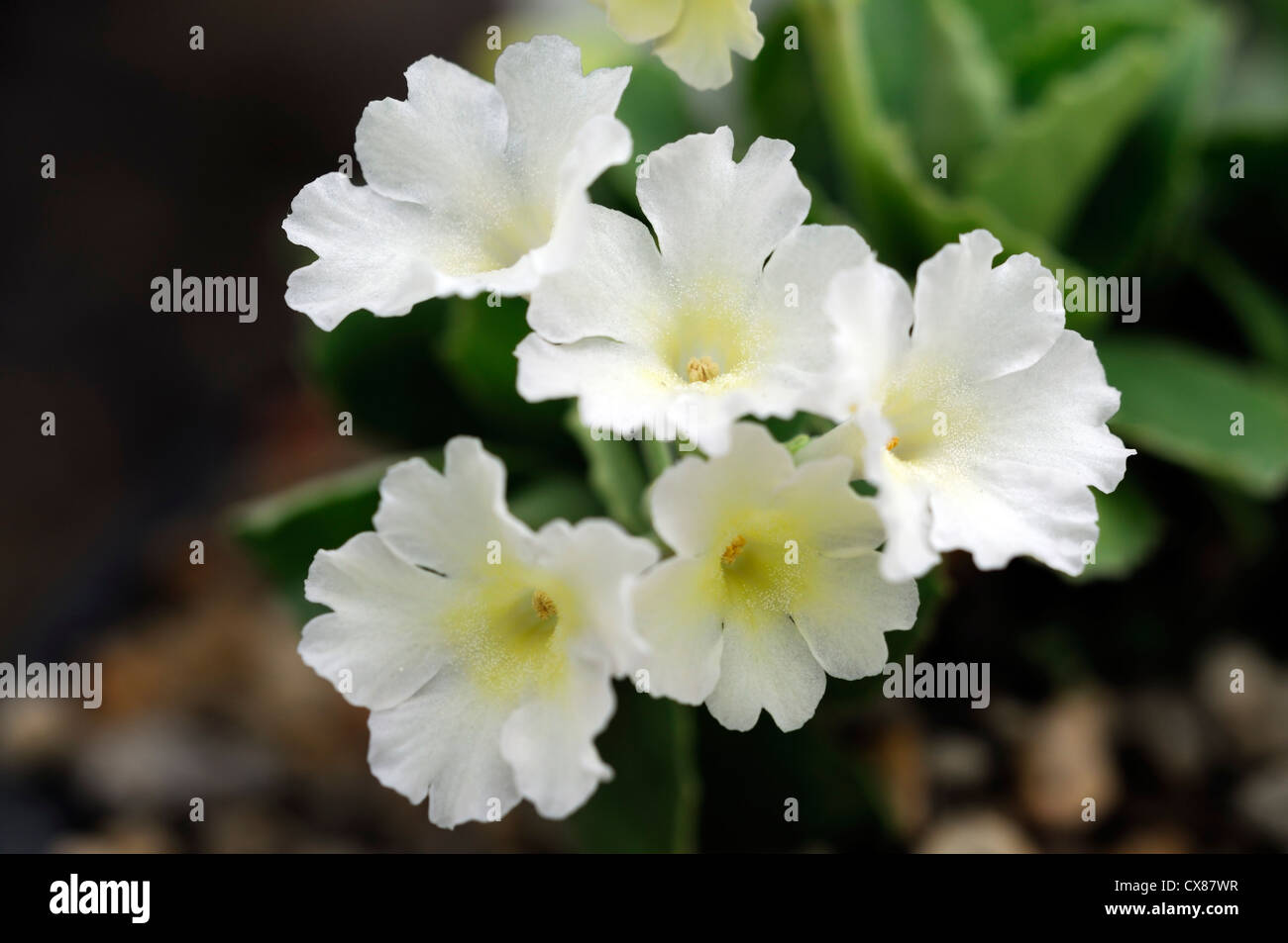primula x pubescens hybrids hybrid flowers white primrose flower flora floral bloom blossom Stock Photo