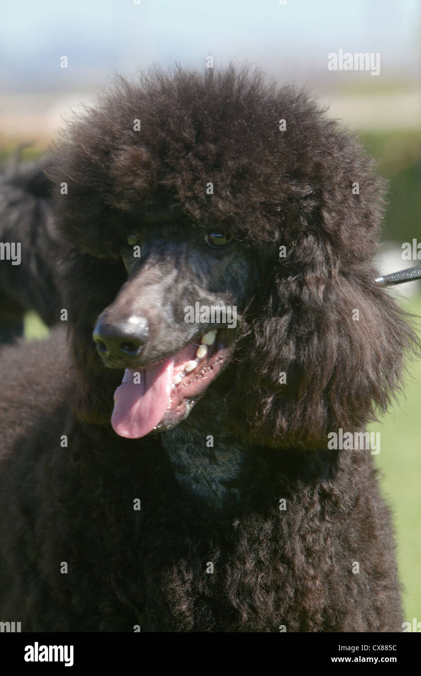 Giant Poodle dog at Dog show breeds Mallorca Spain Stock Photo Alamy