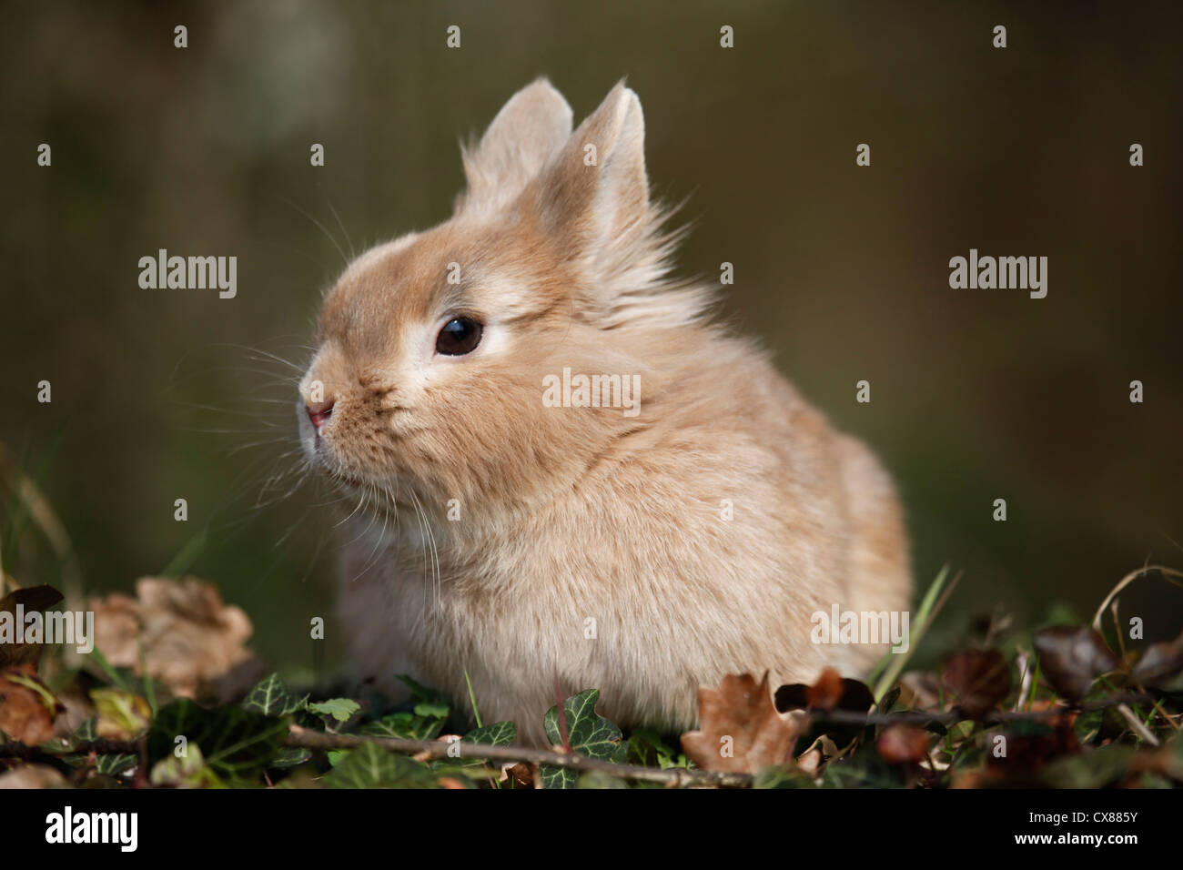 lion-headed bunny Stock Photo