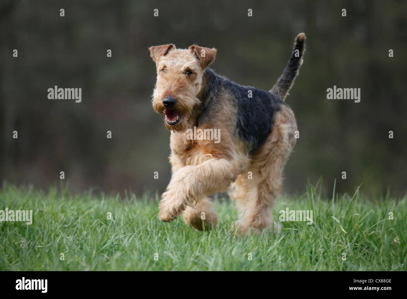 Wire haired airedale clearance terrier