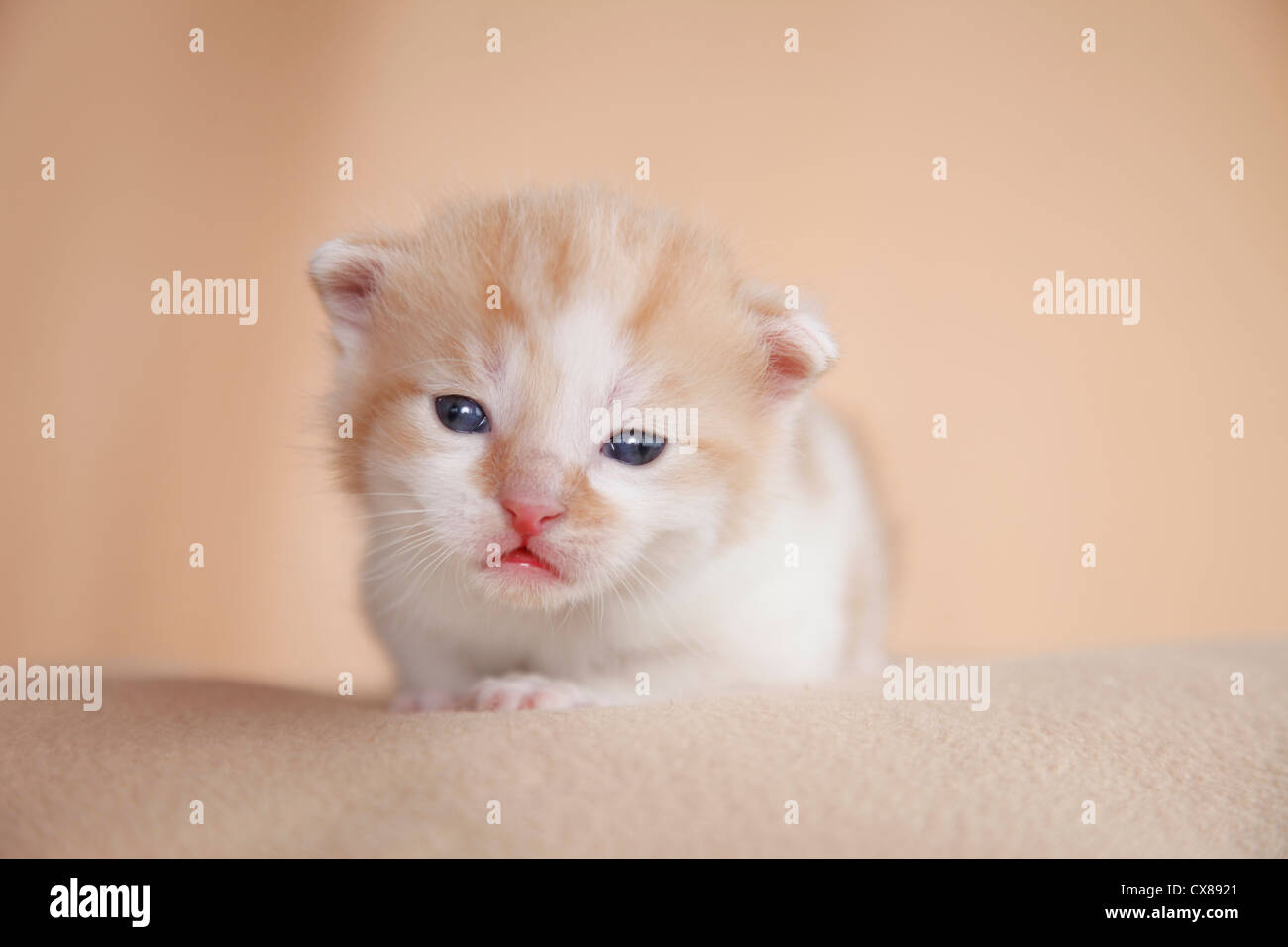 newborn kitten Stock Photo