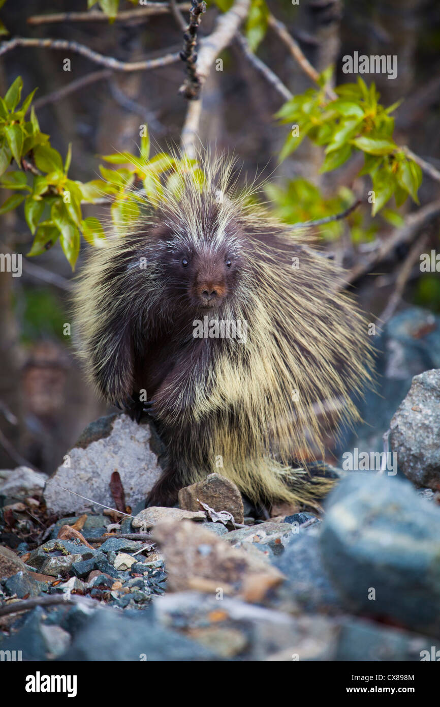 Common Porcupine (Erethizon Dorsatum); Carcross, Yukon, Canada Stock Photo