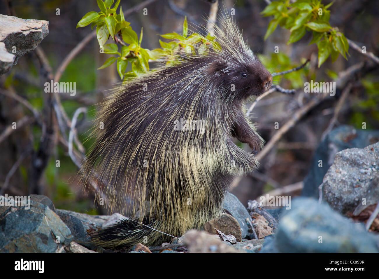 Profile Of A Common Porcupine (Erethizon Dorsatum); Carcross, Yukon, Canada Stock Photo