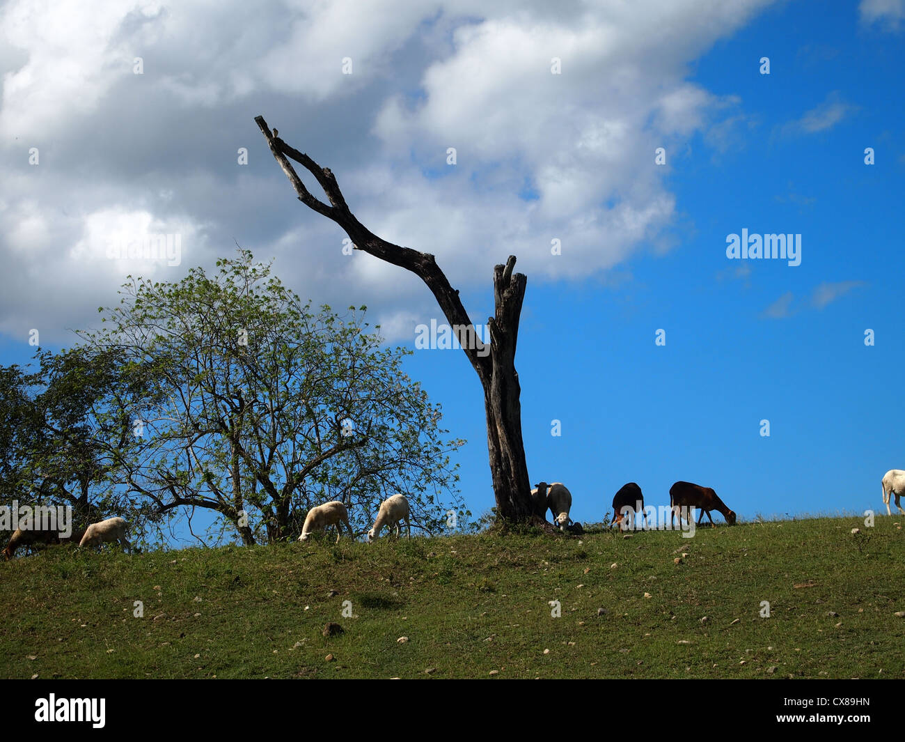 Sheep on a field Stock Photo