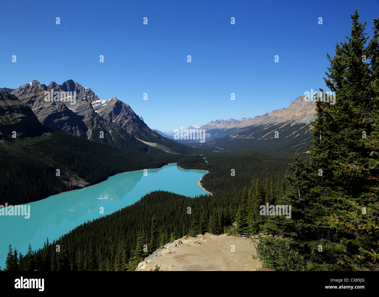 Peyto Lake in Banff National Park Alberta Canada Stock Photo - Alamy