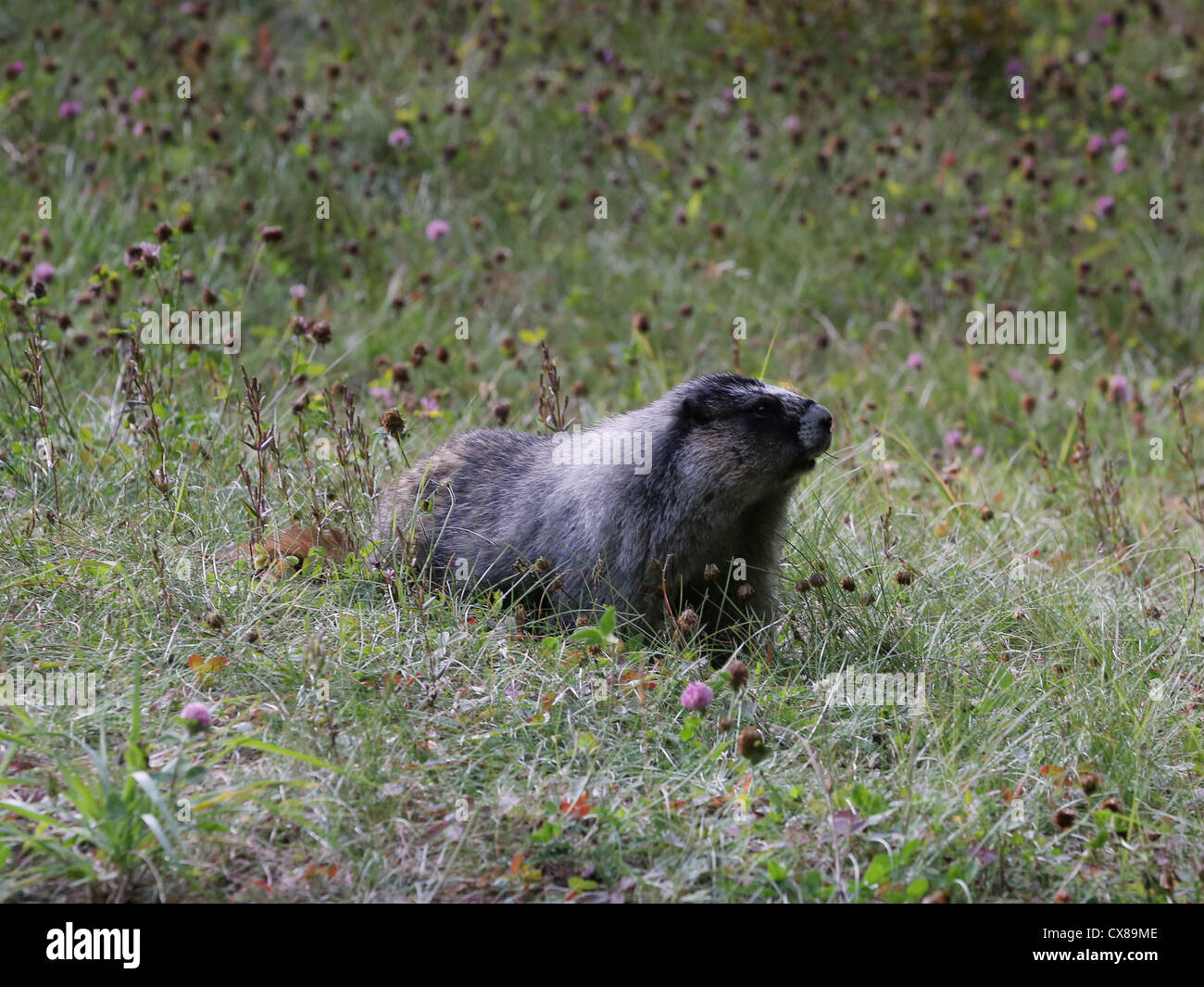 Hoary marmot [Marmota caligata] seen on Maligne Lake Road, Jasper National Park, Alberta, Canada Stock Photo