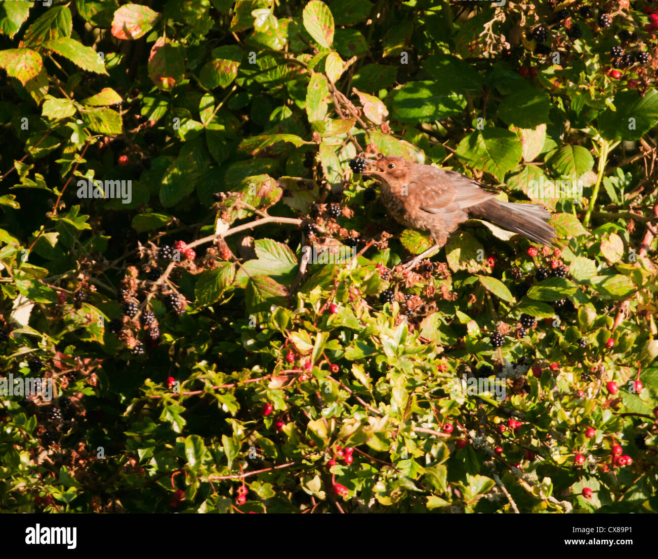 Female Blackbird (Turdus merula) eating Blackberry Stock Photo