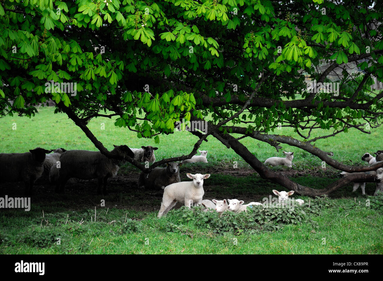spring lambs under horse chestnut tree newborn season seasonal sheep farm livestock young animals Stock Photo