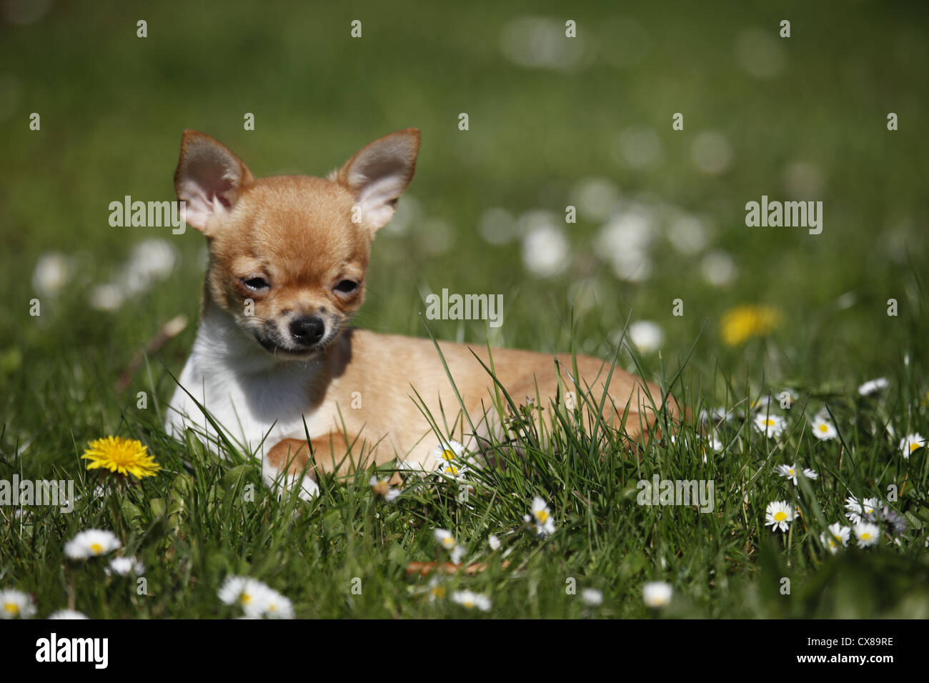 shorthaired Chihuahua Stock Photo