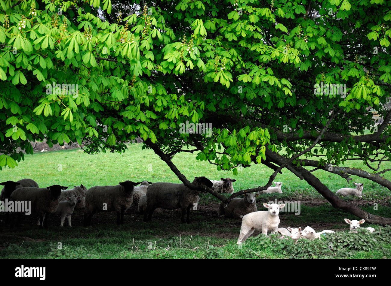 spring lambs under horse chestnut tree newborn season seasonal sheep farm livestock young animals Stock Photo