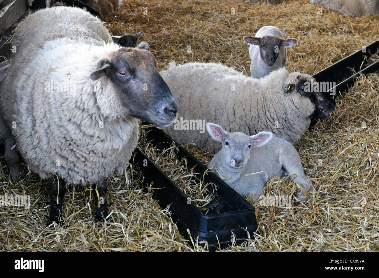 spring lambs in a pen with mother newborn season seasonal sheep farm livestock young animals Stock Photo