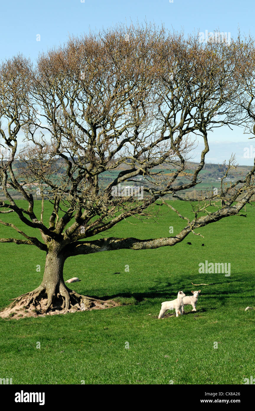 spring lambs under a windswept oak tree newborn season seasonal sheep farm livestock young animals Stock Photo