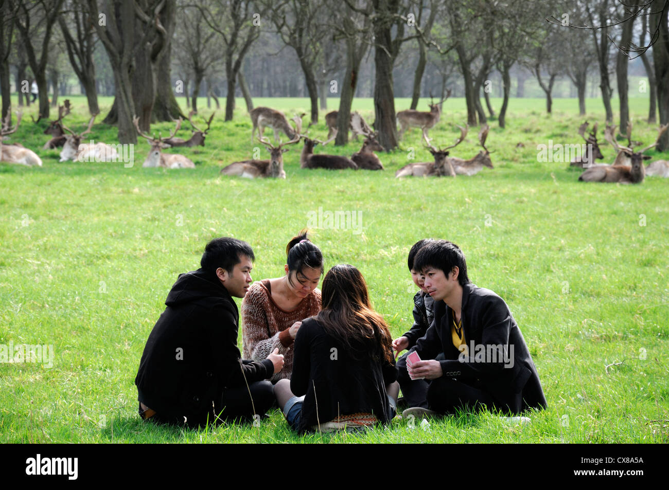 chinese tourists nationals playing cards phoenix park dublin fallow deer recreation relax family Stock Photo